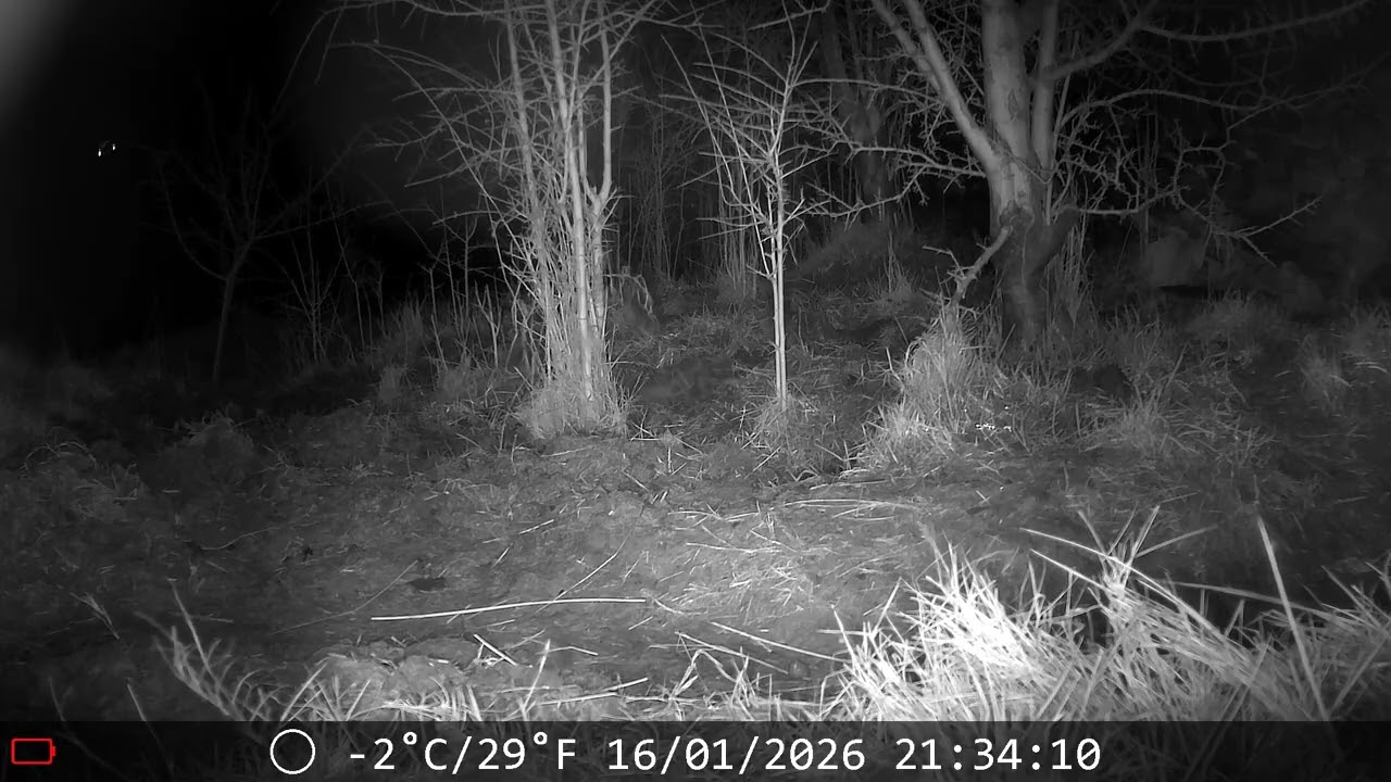 Trail Camera Jan 2026