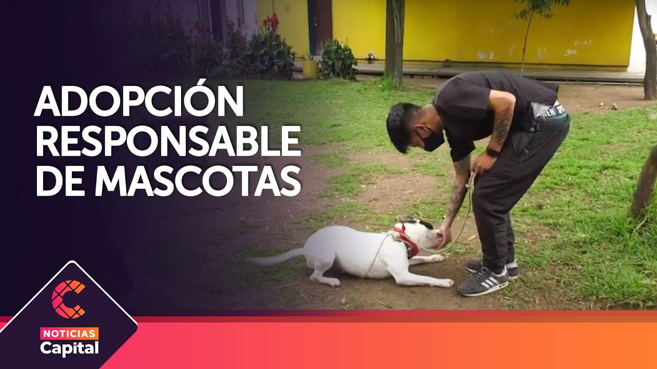 ¿Qué es una adopción responsable de mascotas?
