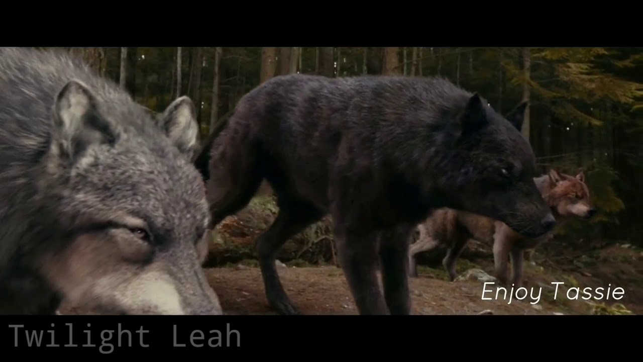 Twilight Wolves-Diamonds