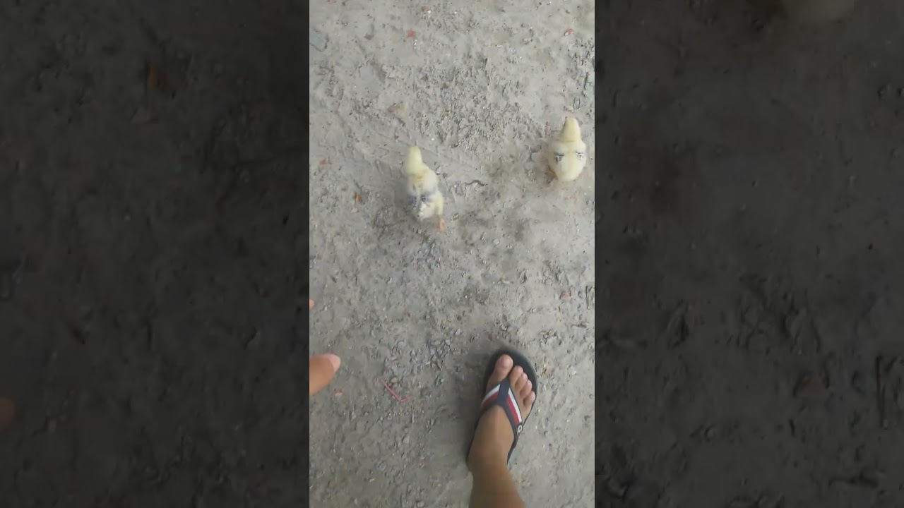 la tehaha um patã