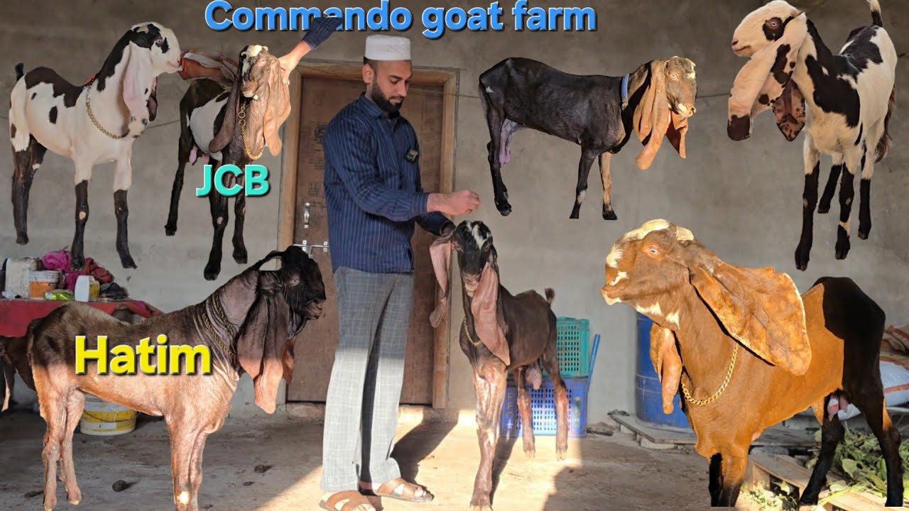 Hyderabadi Breedline Goats Commando Goat Farm pe Quality Bolte Bhai 