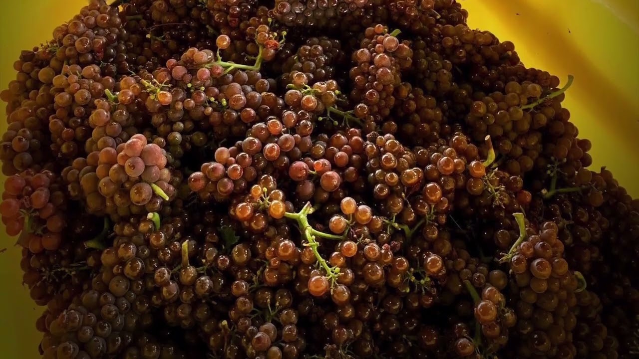 Domaine Zind Humbrecht Brand Video