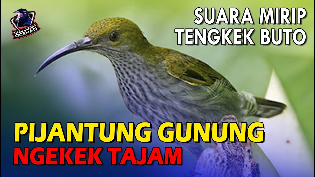 Suaranya mirip TENGKEK BUTO | Masteran BURUNG PIJANTUNG GUNUNG gacor Ngekek Panjang Rapat dan Tajam