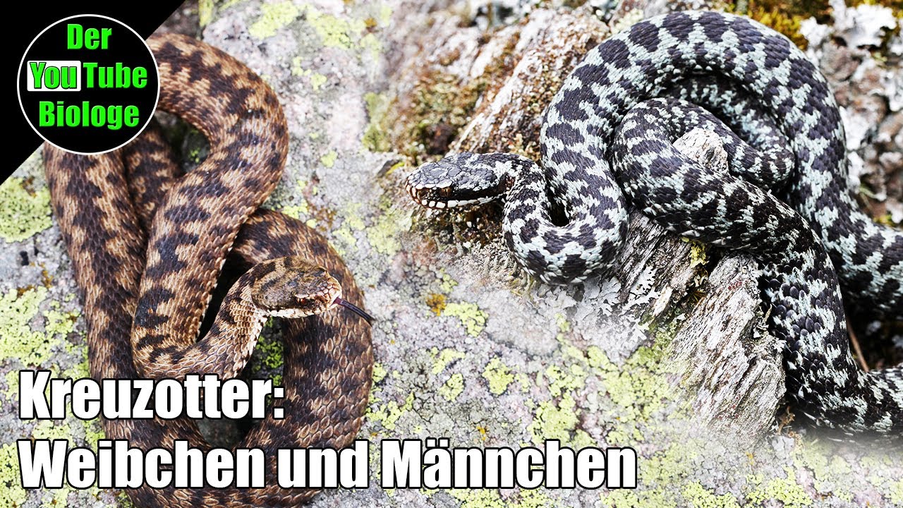 Kreuzotter &ndash; M&auml;nnchen und Weibchen unterscheiden