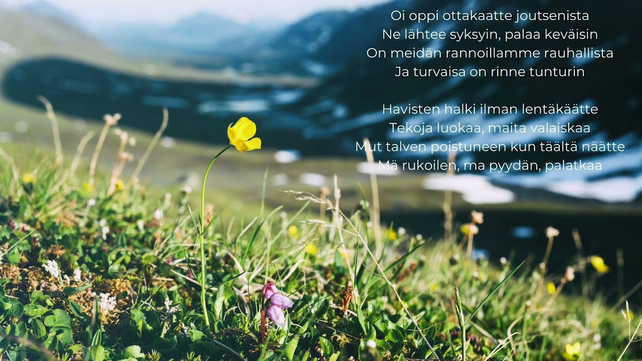 Lapin kesä - Unico