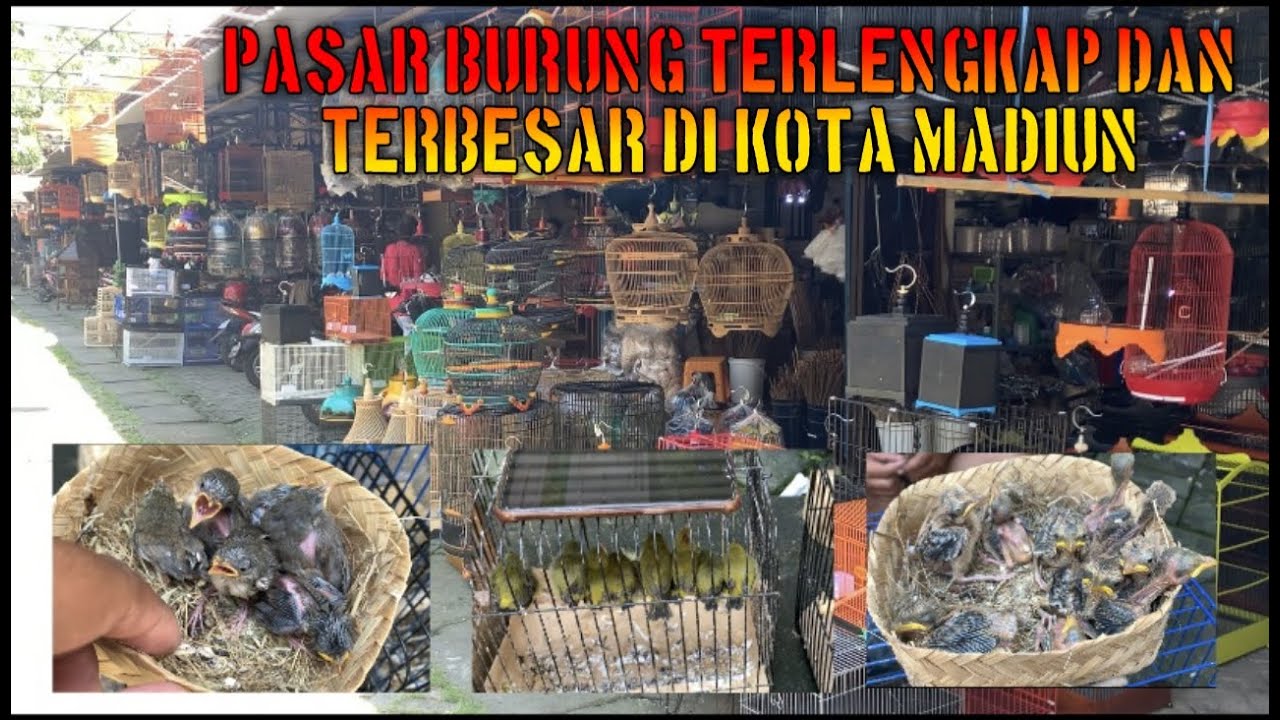 UPDATE HARGA BURUNG TERBARU PASAR BURUNG SRIJAYA KOTA MADIUN