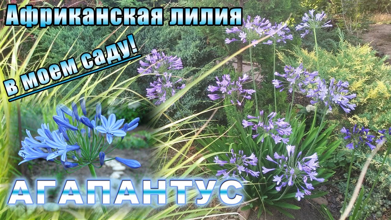 Агапантус в открытом грунте. Всё о выращивании и зимовке в саду.