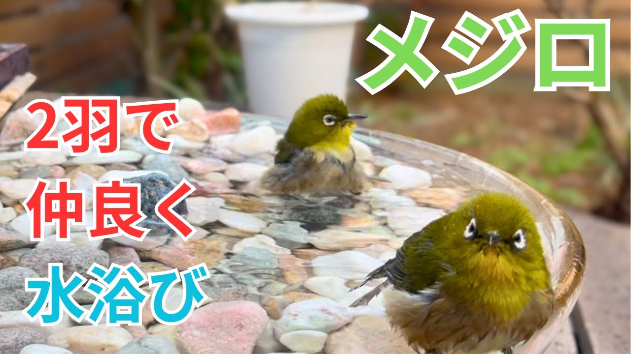 メジロが2羽で仲良く水浴び