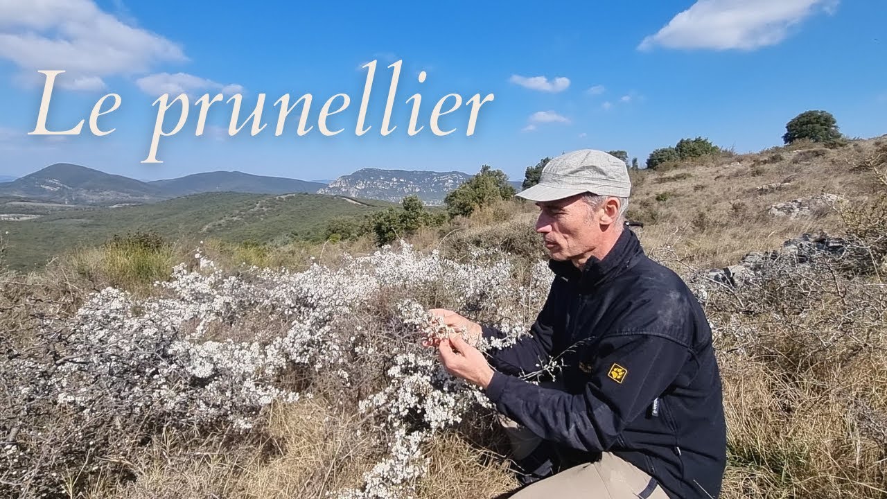 Prunellier