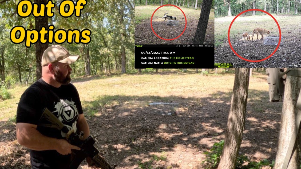 Hidden Camera Caught Them All In The Act | That Makes 10 Wild Dogs