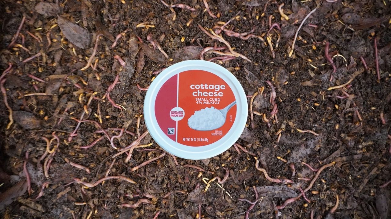 Will Composting Worms Eat Cottage Cheese?