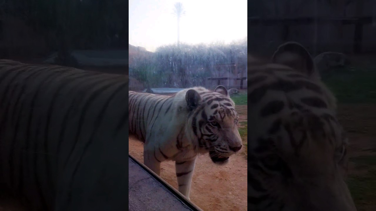 White tiger at al ain zoo || United arab emirates #shorts #twinboystravellersshorts #tiger #wildlife