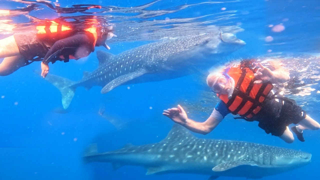 FILIPINA BRITISH LIFE IN UK: WHALE SHARK SWIMMING SA OSLOB CEBU