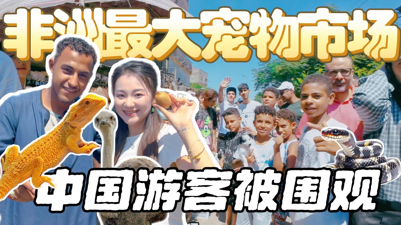 埃及宠物市场震撼三观！稀有动物随便摸＋白菜价买走？与当地人鸡同鸭讲 | 突突车太疯狂！