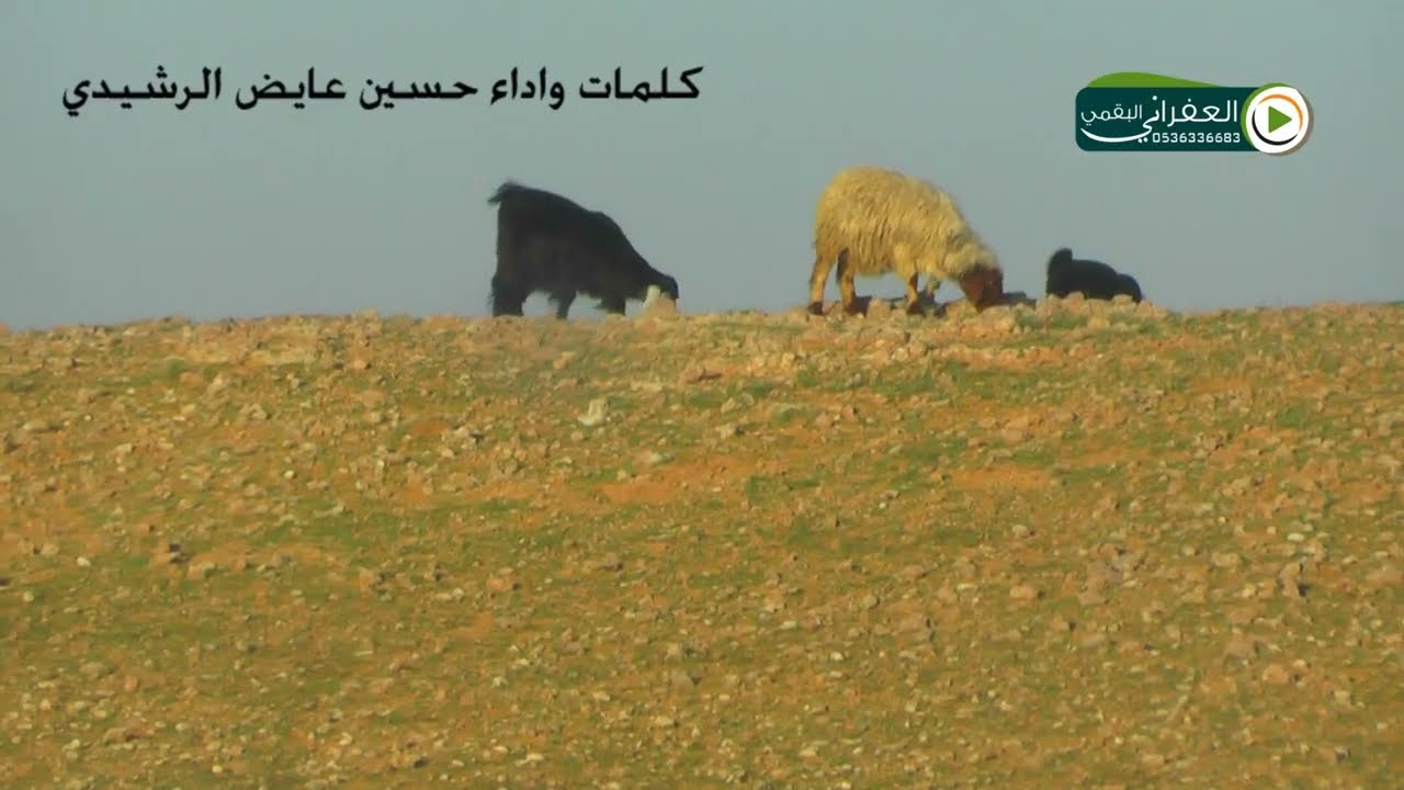 الضيقه اللي بين الاضلاع يا زياد كلمات واداء حسين عايض الرشيدي ( على ذوق العفراني )