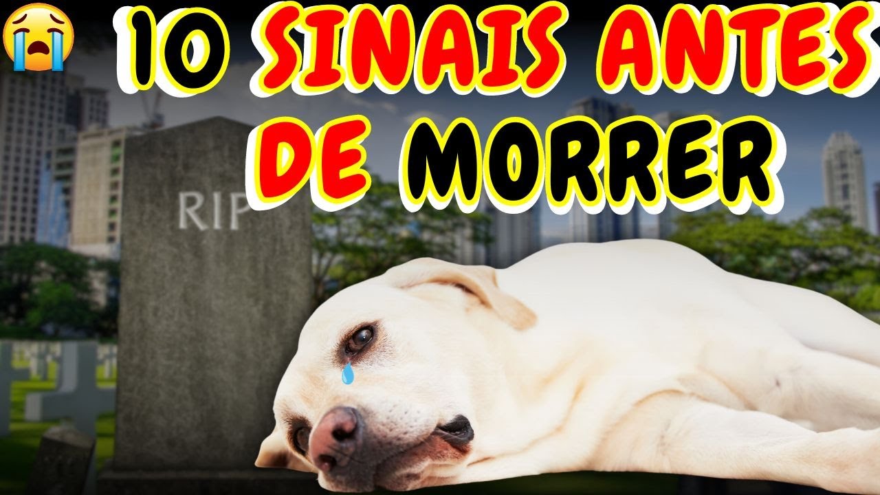 10 SINAIS DE DESPEDIDA ENVIADOS POR CÃES ANTES DE MORREREM