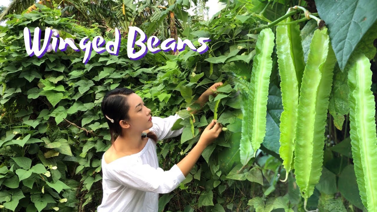 Province Life Philippines | Winged Beans or Sigarilyas with Coconut Milk