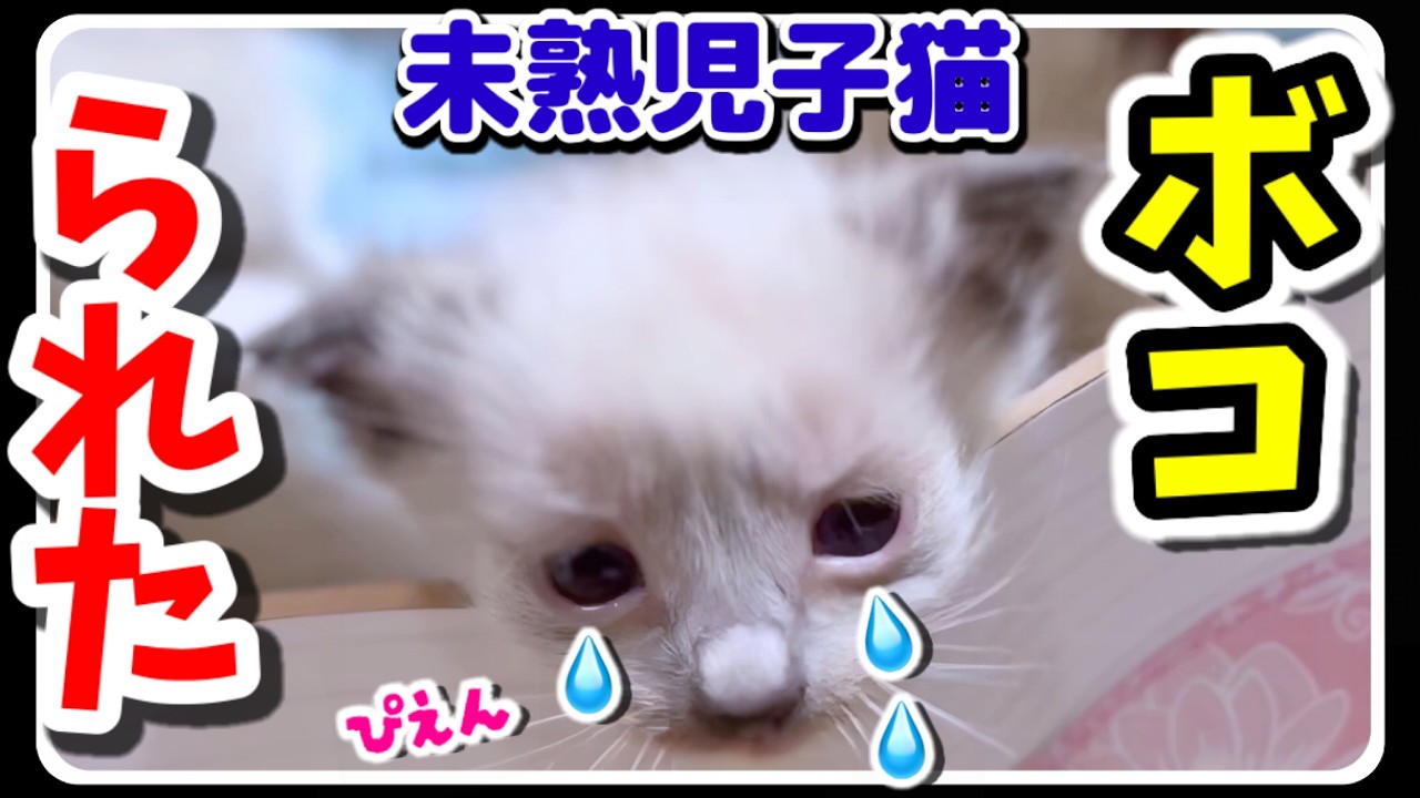 【7つ子生後34日目・悲報】🆘スーパー未熟児子猫『ちび太郎』の大ピンチ…😿【子猫物語】 #猫 #ラグドール #子猫 #猫ミーム
