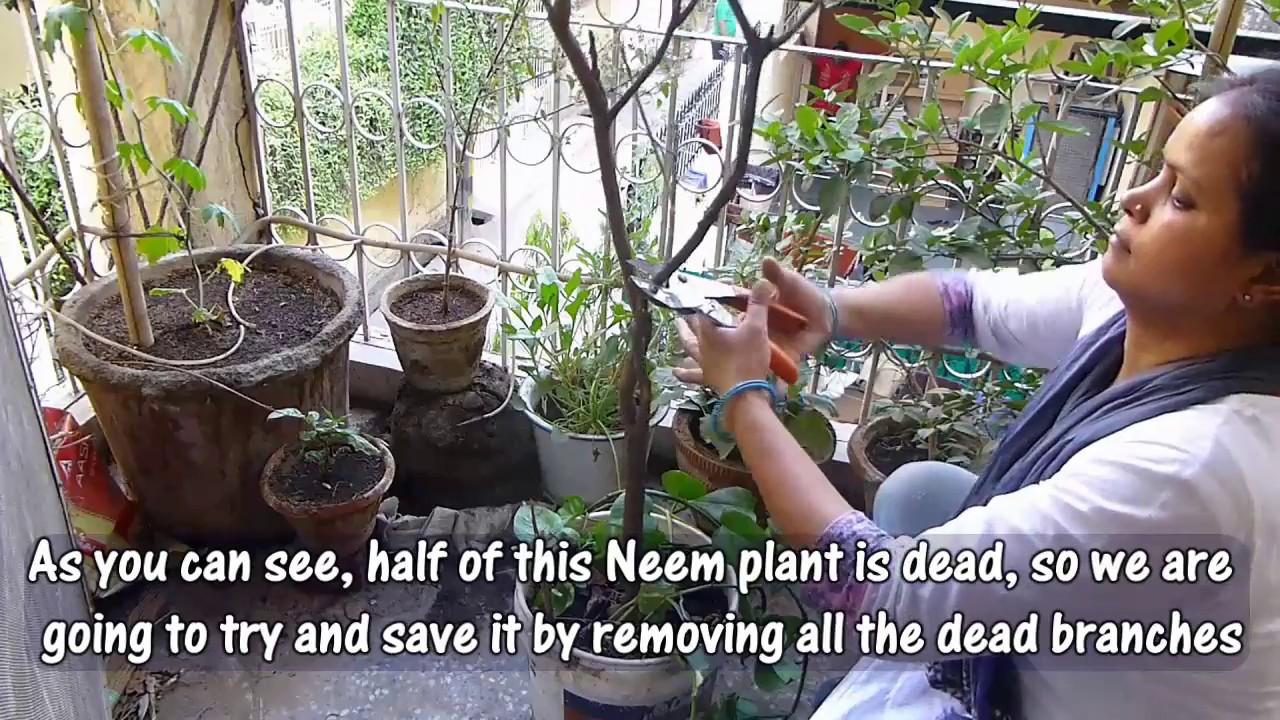 Sookhte Neem ko kaise Bachaye? How 2 Save a Half Dead Neem Plant through Pruning - English Subtitles