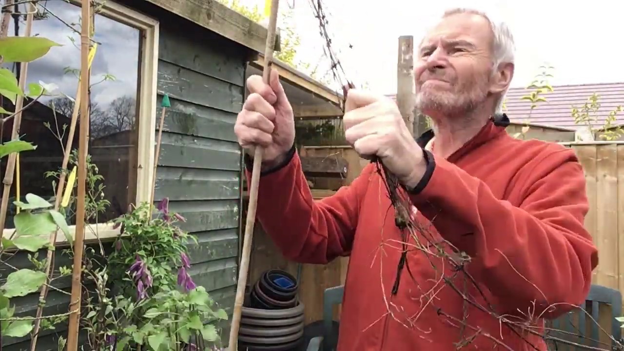 Pruning clematis