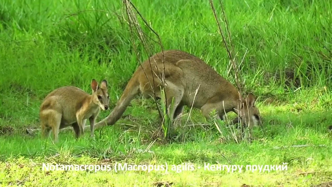 Notamacropus (Macropus) agilis -  Кенгуру прудкий   - Agile wallaby