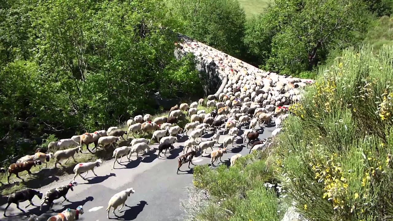 Transhumance cévenole Pont de Gaseiral