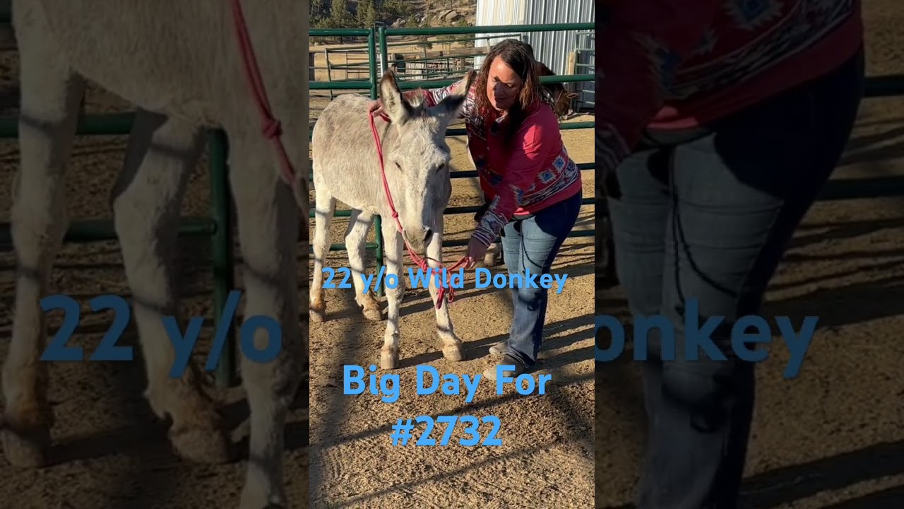 22 y/o WILD Donkey | Will He Accept Halter?