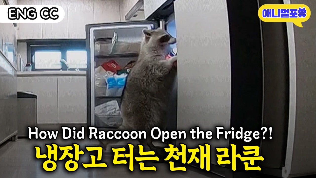 라쿤이 얼마나 똑똑하냐고요? 냉동실에서 오징어 찾아서 봉지 뜯어 먹음🫢🫢 | KBS 류수영의 동물티비 210703 방송