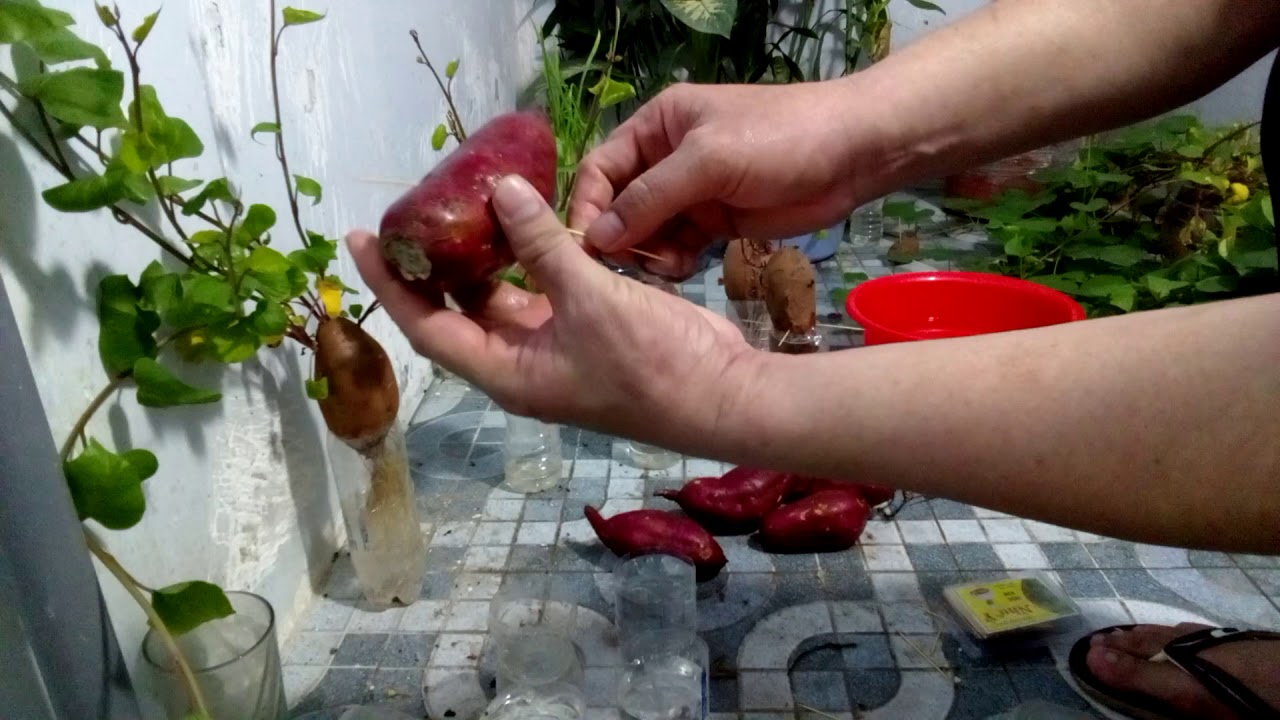 cách trồng củ lang lấy rau tại nhà. cách trồng khoai lang từ củ khoai lang tại nhà thật đơn giản