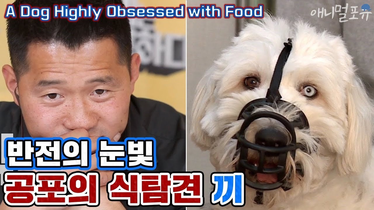 [ENG CC] 밥그릇 근처만 오면 공격하는 공포의 식탐견 끼, 강형욱이 밝히는 식탐의 이유! [개는 훌륭하다] KBS 200518 방송