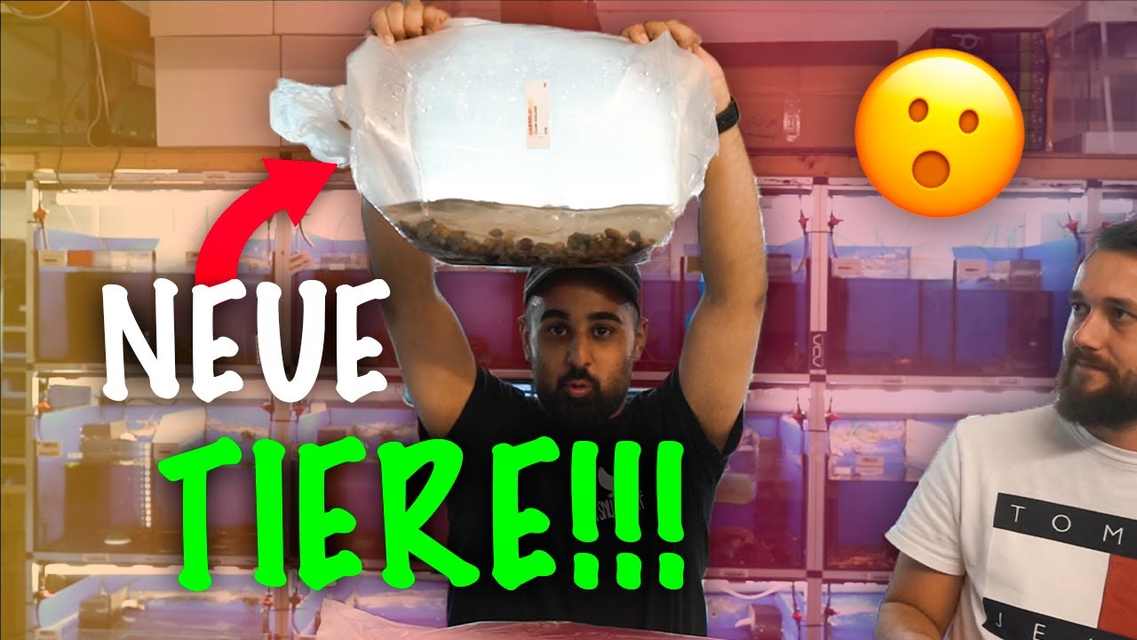 XXL UNBOXING - 8 Boxen aus Indonesien 🇮🇩  Tiger Krebse uvm. 😱