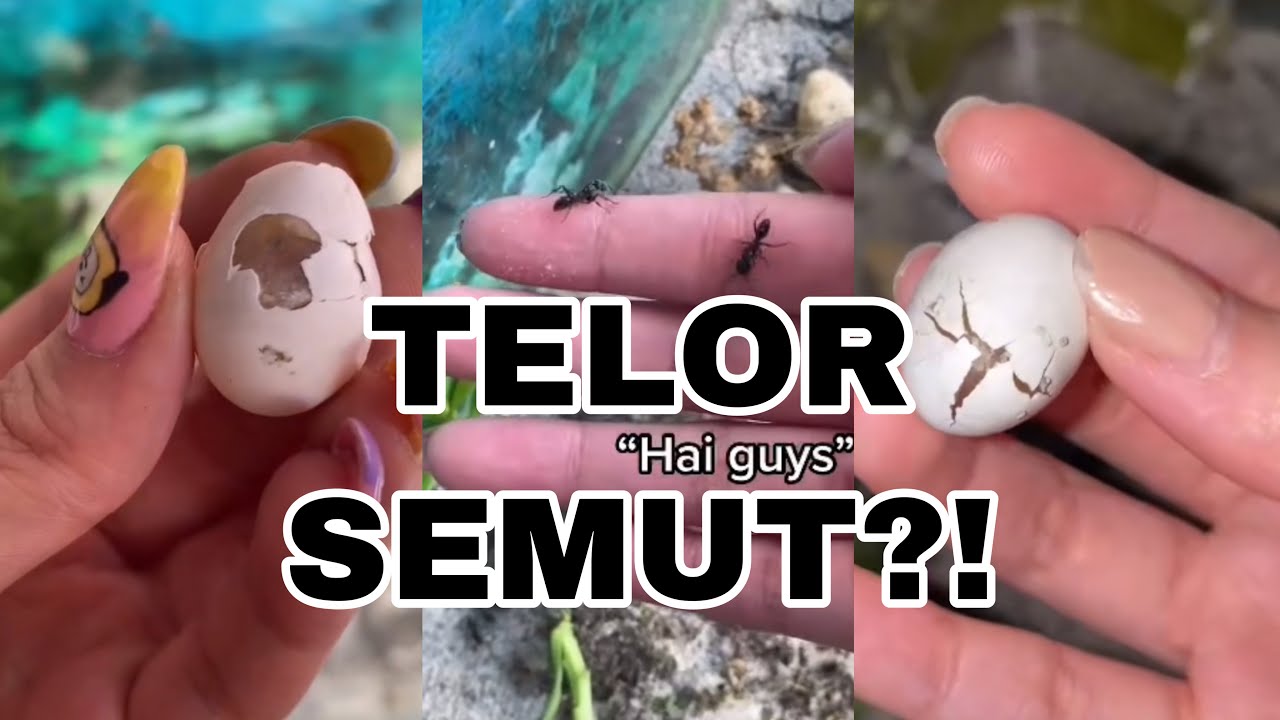 rumah semut || semut aku bertelor?!