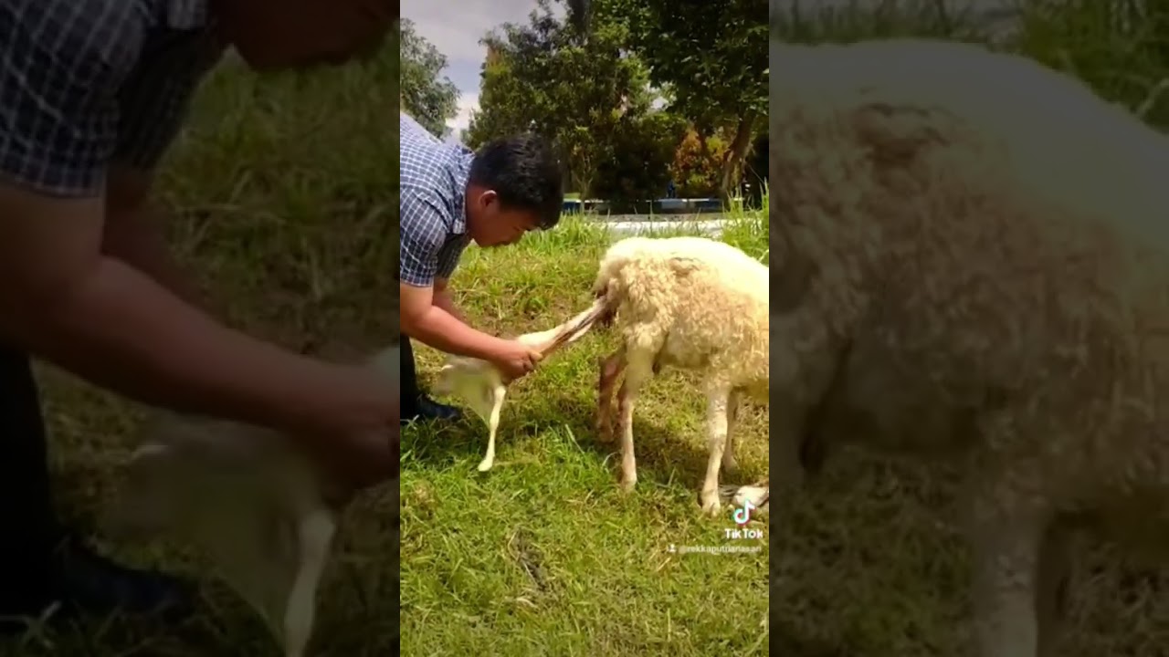 Cara Menolong Kambing Melahirkan