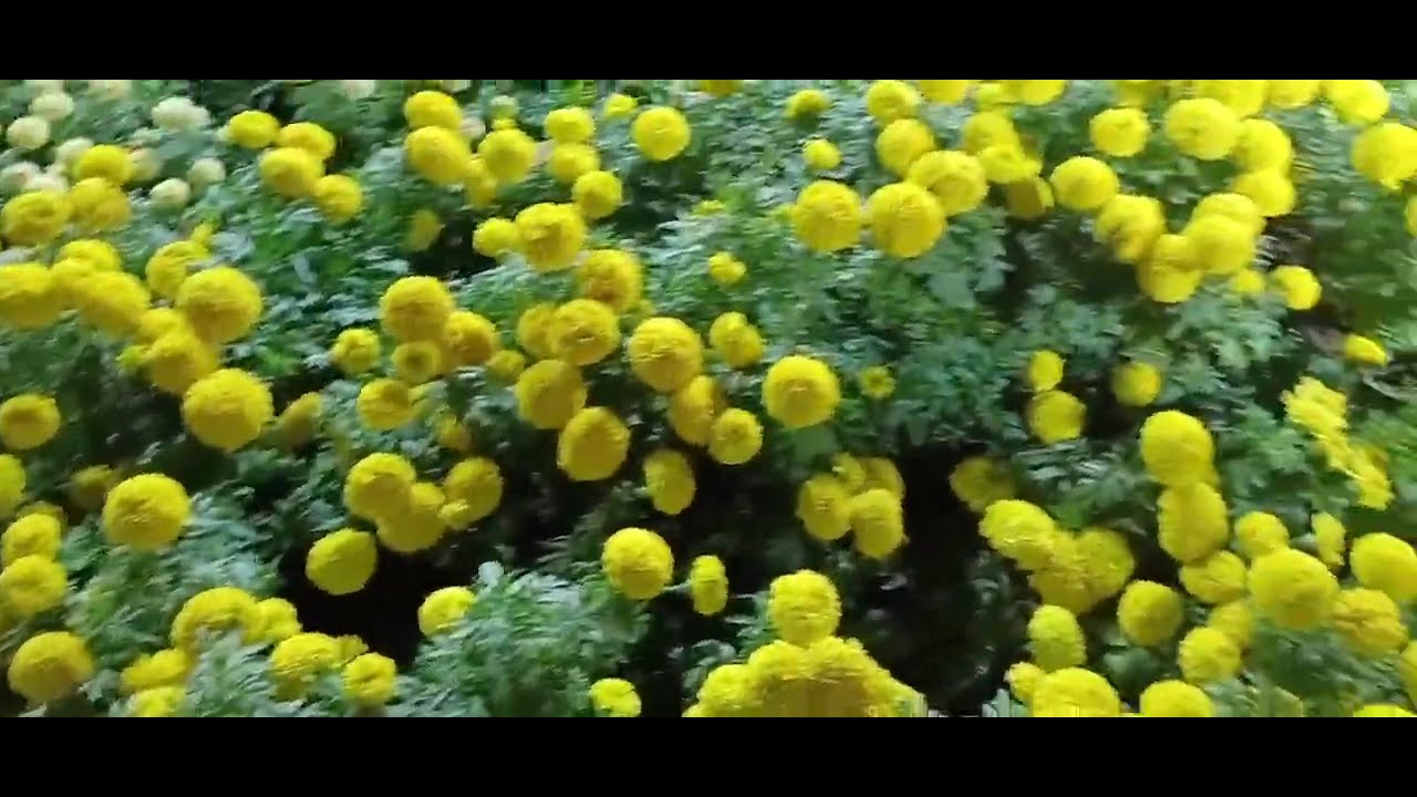 Puducherry botanical garden #flowers show part 6#tamil