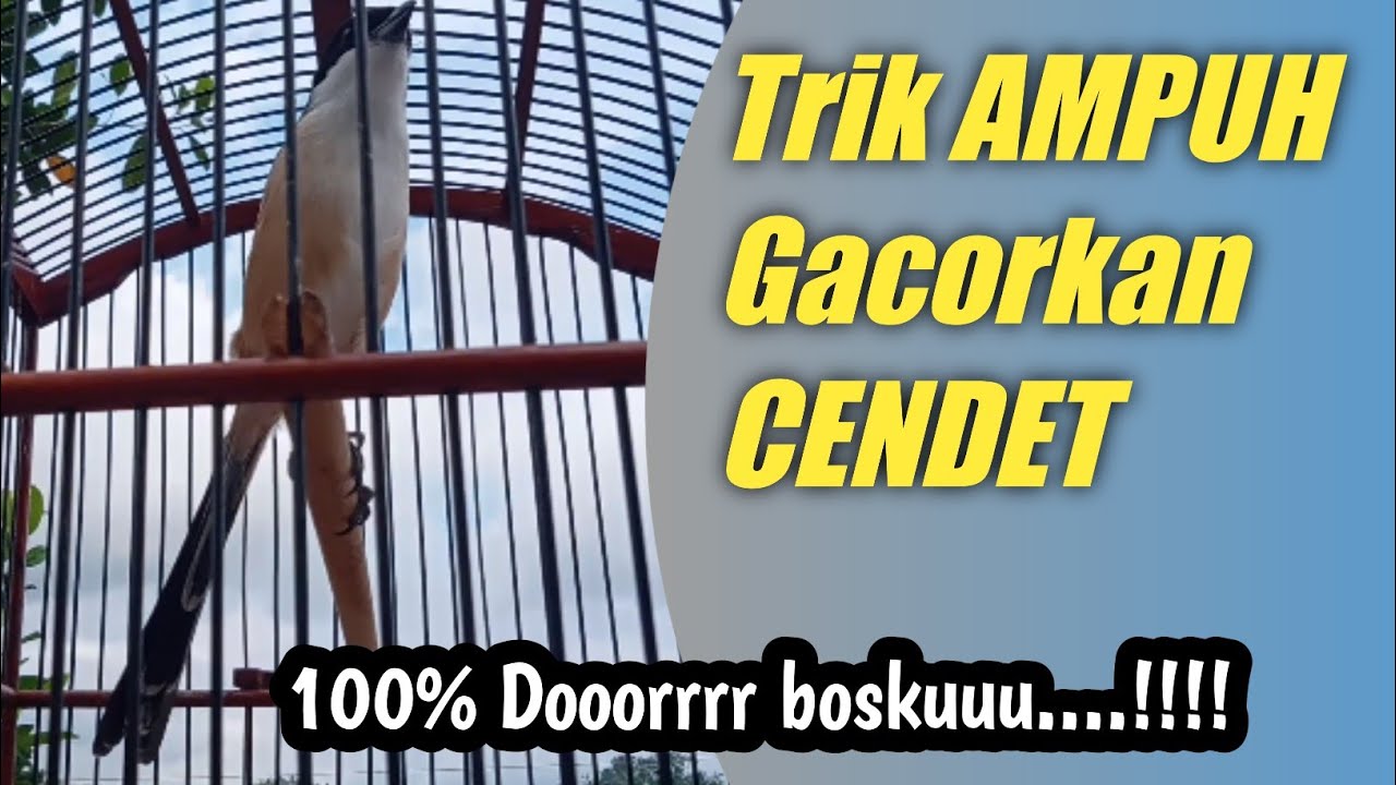 Cara Menggacorkan CENDET di jamin JITU