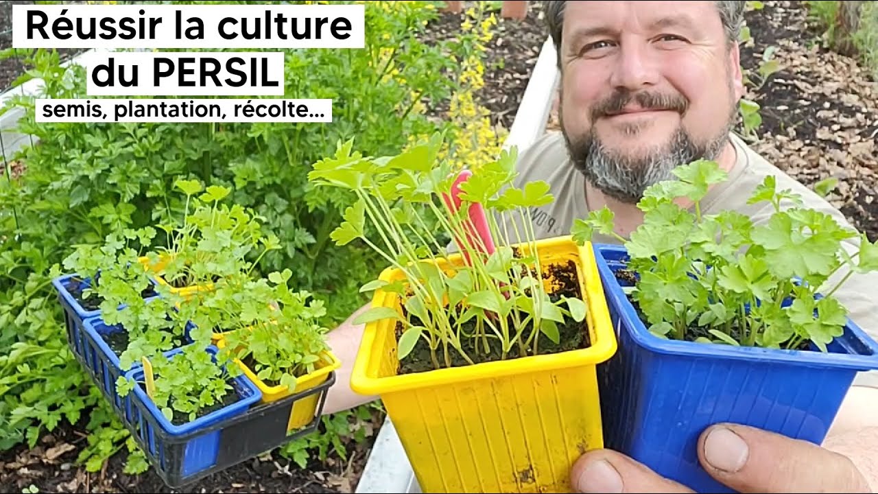 Comment cultiver le PERSIL (semis, plantation, récolte...)『TUTO』