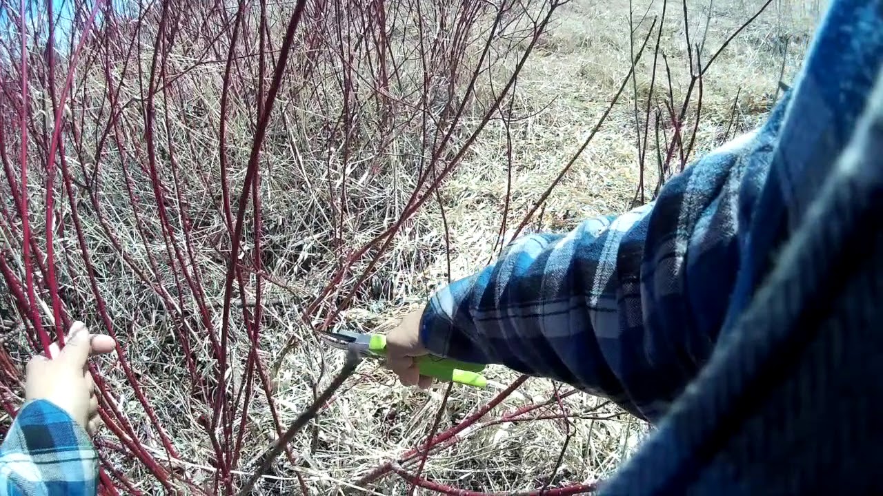 Harvesting Red Willow