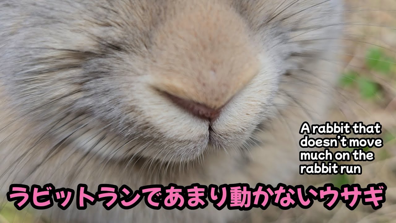 ラビットランであまり動かないウサギ【1154】365日うさぎ