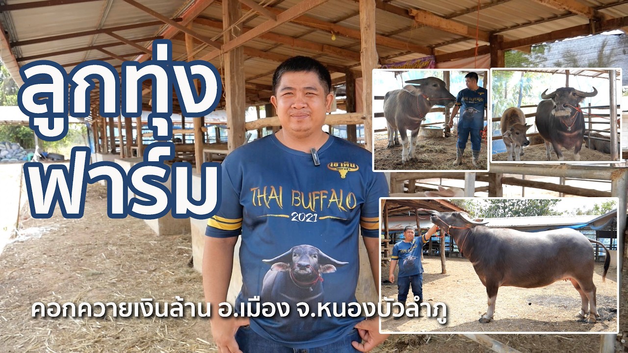 แวะชม ✅ ลูกทุ่งฟาร์ม คอกควายเงินล้าน ของเสี่ยเอี่ยว [จะเลี้ยงต่อ หรือพอส่ำนี้] มีลูกคิงคองเปิดแบ่ง