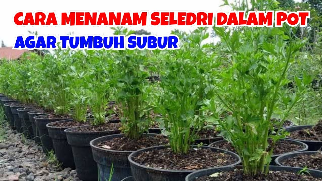 CARA MENANAM SELEDRI DALAM POT AGAR TUMBUH SUBUR