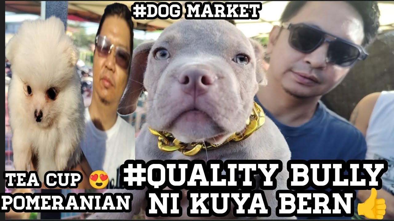 #Bocaue#Dog market#Quality talaga Mga American bully ni kuya bern #Quality cute teacup Pomeranian 😱👍