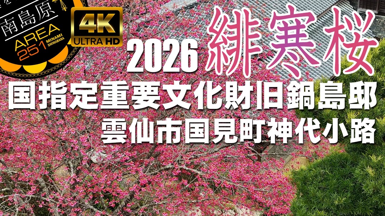 緋寒桜｜重要文化財旧鍋島邸 緋寒桜2026｜神代小路｜雲仙市国見町