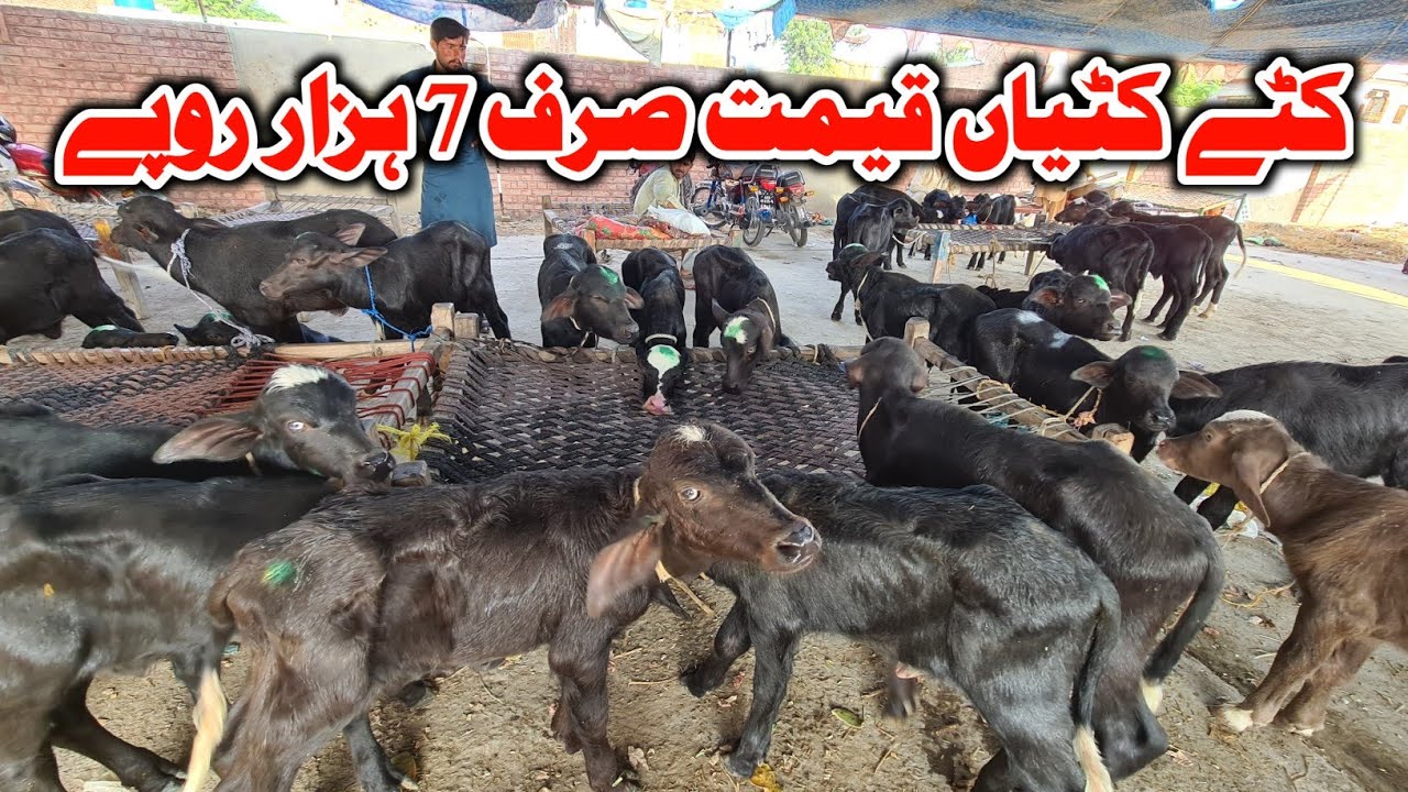 Neli Ravi Buffalo Baby Price In Punjab Chichawatni Mandi 2022