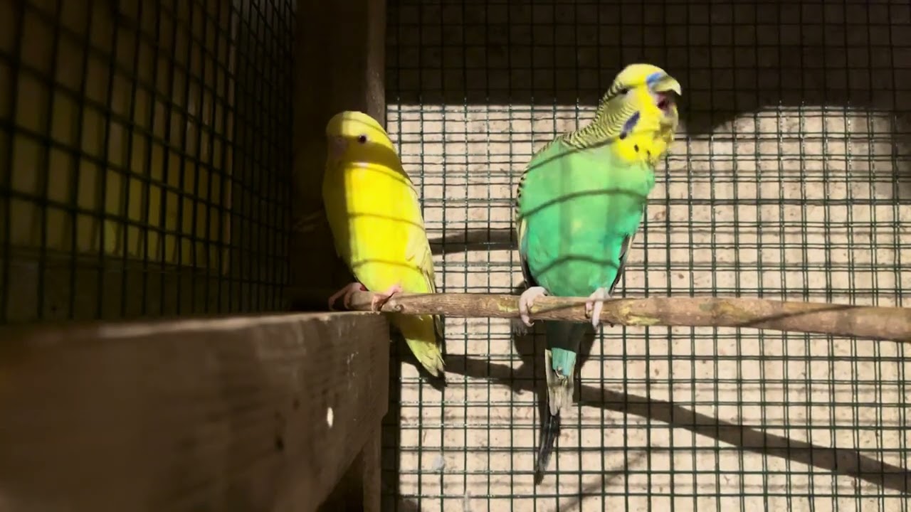 Sound Prefect my Budgies😍😍