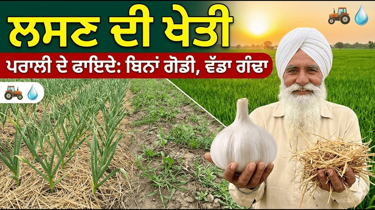 ਲਸਣ ਦਾ ਗੰਢਾ ਹੋਵੇਗਾ ਡਬਲ! 🧄 | ਪਰਾਲੀ ਪਾਉਣ ਦੇ ਫਾਇਦੇ ਦੇਖੋ | Garlic Farming Tips
