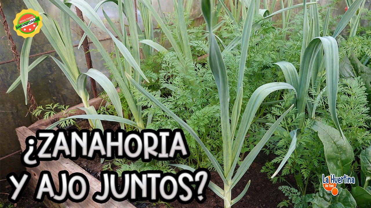 plantar AJOS y ZANAHORIAS juntos salvara tus cultivos - asociación beneficiosa Zanajo