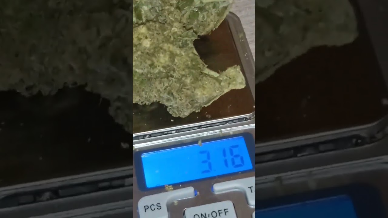 bedrocan Jack47  #bedrocan sta andando oltre con le genetiche..#jackhererF2xAK47 citrico incenso