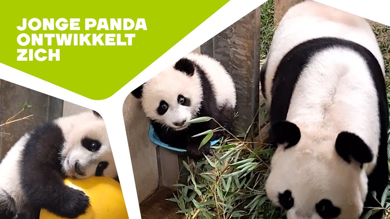 🐼 Achter de schermen bij Lang Yue | Reuzenpandajong Lang Yue in Ouwehand 2024