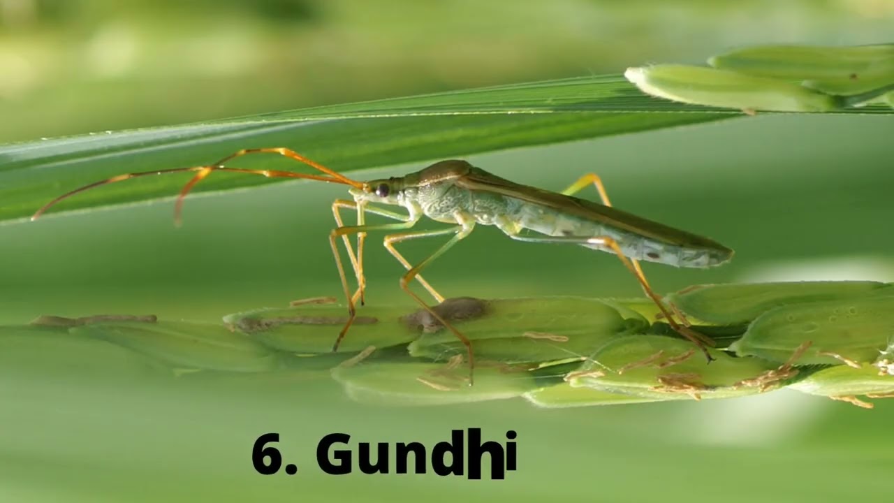 major pests or insect in paddy./ insects in rice crop