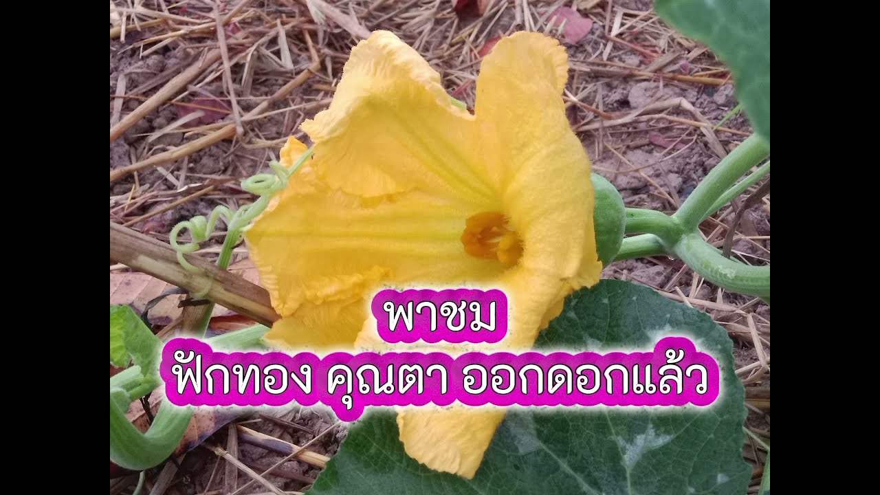   # ฟักทอง คุณตาคนขยัน ยามเช้า